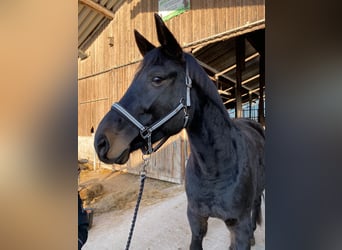 Bavarian Warmblood, Mare, 12 years, 16,3 hh, Smoky-Black