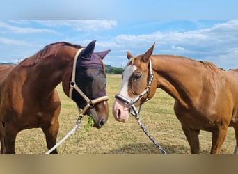 Bavarian Warmblood, Mare, 12 years, 16,2 hh, Chestnut