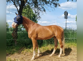 Bavarian Warmblood, Mare, 12 years, 16,2 hh, Chestnut
