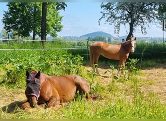 Bavarian Warmblood, Mare, 12 years, 16,2 hh, Chestnut