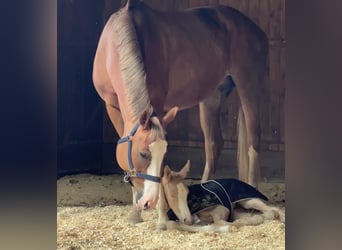 Bavarian Warmblood, Mare, 12 years, 16,2 hh, Chestnut