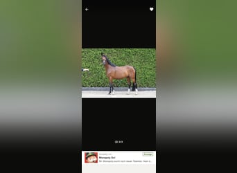 Bavarian Warmblood, Mare, 12 years, 17 hh, Brown