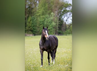 Bavarian Warmblood, Mare, 13 years, 16.1 hh, Bay-Dark