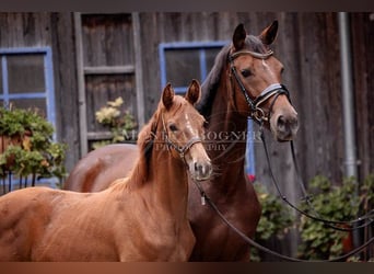 Bavarian Warmblood, Mare, 13 years, 16,1 hh, Brown