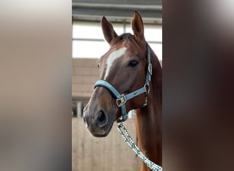Bavarian Warmblood, Mare, 13 years, 16.1 hh, Chestnut