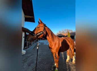 Bavarian Warmblood, Mare, 13 years, 16.1 hh, Chestnut-Red