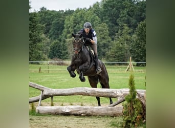 Bavarian Warmblood, Mare, 13 years, 16,2 hh, Bay-Dark