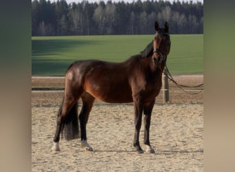 Bavarian Warmblood, Mare, 13 years, 16.3 hh, Bay-Dark