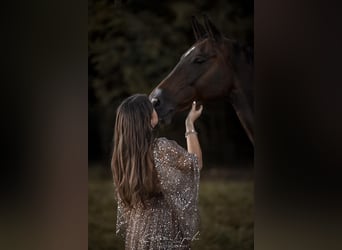 Bavarian Warmblood, Mare, 13 years, 16 hh, Bay-Dark