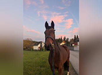 Bavarian Warmblood, Mare, 13 years, 16 hh, Brown