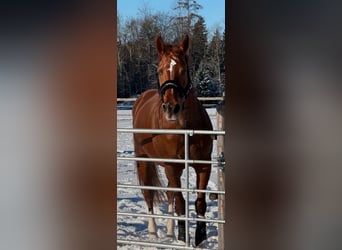 Bavarian Warmblood, Mare, 13 years, 16,1 hh, Chestnut-Red
