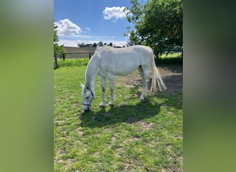 Bavarian Warmblood, Mare, 13 years, 16,1 hh, Grey