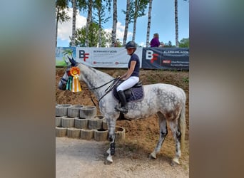 Bavarian Warmblood, Mare, 13 years, 16,1 hh, Grey