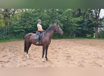 Bavarian Warmblood, Mare, 13 years, 17,1 hh, Black