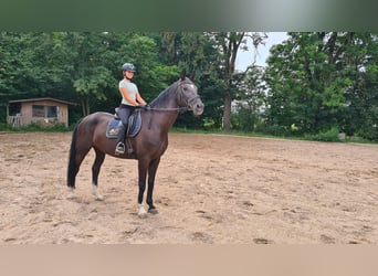 Bavarian Warmblood, Mare, 13 years, 17,1 hh, Black