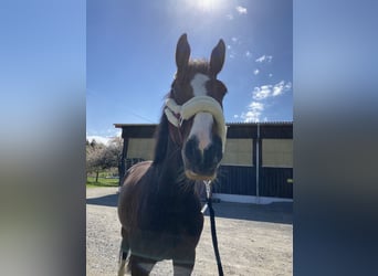 Bavarian Warmblood, Mare, 13 years, 17 hh, Bay-Dark