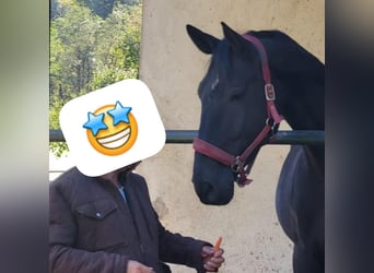 Bavarian Warmblood, Mare, 13 years, 17 hh, Black