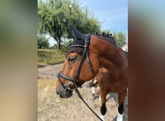 Bavarian Warmblood, Mare, 13 years, 17 hh, Brown