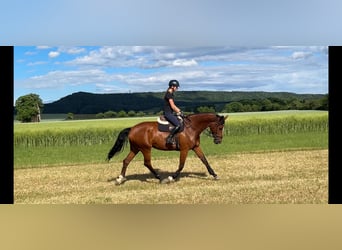Bavarian Warmblood, Mare, 13 years, 17 hh, Brown