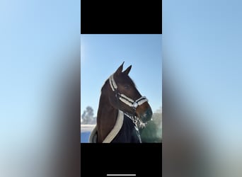 Bavarian Warmblood, Mare, 13 years, 17 hh, Brown