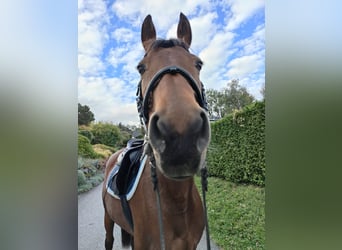 Bavarian Warmblood, Mare, 14 years, 15,2 hh, Brown-Light