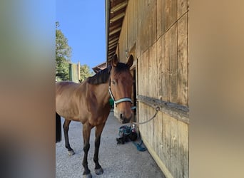 Bavarian Warmblood, Mare, 14 years, 15,2 hh, Brown-Light