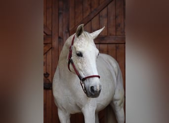 Bavarian Warmblood, Mare, 14 years, 15,2 hh, Gray-Dapple