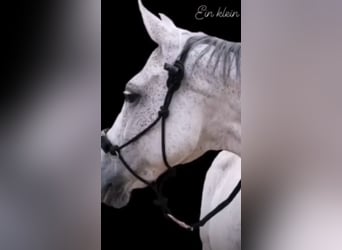 Bavarian Warmblood, Mare, 14 years, 15,2 hh, Gray-Dapple