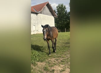 Bavarian Warmblood, Mare, 14 years, 16.1 hh, Bay-Dark