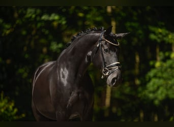 Bavarian Warmblood, Mare, 14 years, 16.1 hh, Black