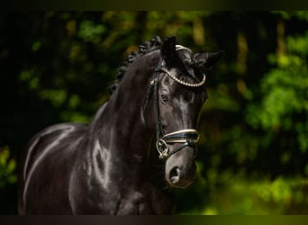 Bavarian Warmblood, Mare, 14 years, 16.1 hh, Black