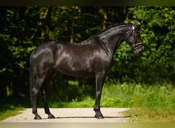 Bavarian Warmblood, Mare, 14 years, 16,1 hh, Black