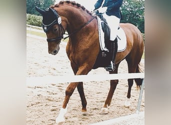 Bavarian Warmblood, Mare, 14 years, 16,1 hh, Chestnut