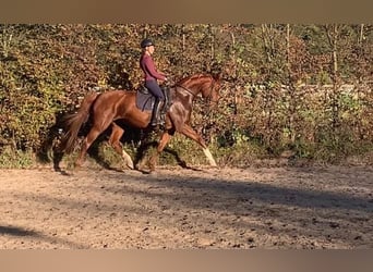 Bavarian Warmblood, Mare, 14 years, 16,1 hh