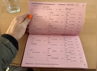 Bavarian Warmblood, Mare, 14 years, 16.2 hh, Black