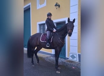 Bavarian Warmblood, Mare, 14 years, 16.2 hh, Black