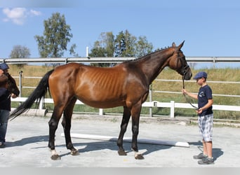 Bavarian Warmblood, Mare, 14 years, 16,2 hh, Brown