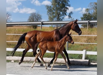 Bavarian Warmblood, Mare, 14 years, 16,2 hh, Brown