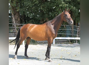 Bavarian Warmblood, Mare, 14 years, 16,2 hh, Brown