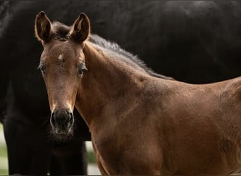 Bavarian Warmblood, Mare, 14 years, 16.2 hh, Brown