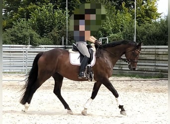 Bavarian Warmblood, Mare, 14 years, 16 hh, Brown