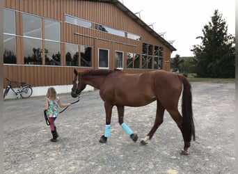 Bavarian Warmblood, Mare, 14 years, 16 hh, Chestnut-Red