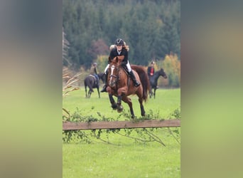 Bavarian Warmblood, Mare, 14 years, 16 hh, Chestnut-Red