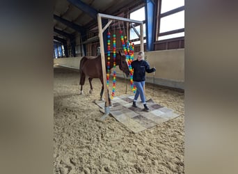 Bavarian Warmblood, Mare, 14 years, 16 hh, Chestnut-Red