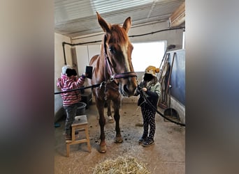 Bavarian Warmblood, Mare, 14 years, 16 hh, Chestnut-Red