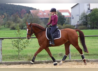 Bavarian Warmblood, Mare, 14 years, 16 hh, Chestnut-Red