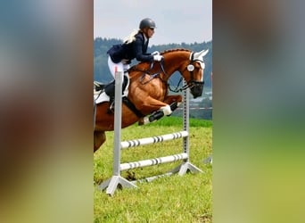 Bavarian Warmblood, Mare, 14 years, 16 hh, Chestnut-Red