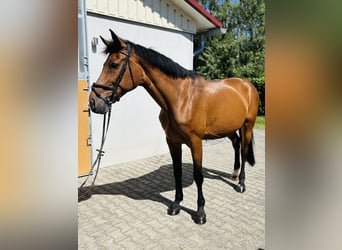 Bavarian Warmblood, Mare, 14 years, 16,1 hh, Brown
