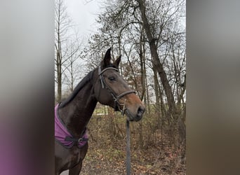 Bavarian Warmblood, Mare, 14 years, 16,2 hh, Black