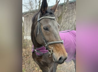 Bavarian Warmblood, Mare, 14 years, 16,2 hh, Black